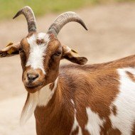 Full Goat - Qurbani Special